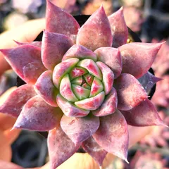 2025年最新】コロラータアテマハックの人気アイテム - メルカリ