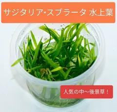 人気！無農薬！ サジタリア•スブラータ 中〜後景草 水草 アクアリウム 水上葉のサムネイル