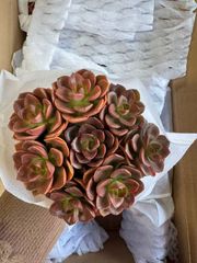 49株の抜き苗セット】五十鈴玉 多肉植物 ゆうパック発送 フェネ