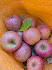 necotoriusagi様　専用ページ