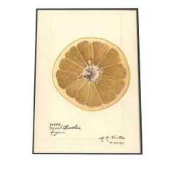 【B4サイズ（約25x36cm）】【bn-poster-430】グレープフルーツ オレンジ 果物 みかん 博物画 植物 ポスター 図鑑 レトロ 古い ビンテージ オールド デジタルリマスター インテリア おしゃれ アート 古紙 珍しい 縦