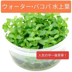 人気水草！最安値！  ウォーター•バコパ 中〜後景草 水草 アクアリウム 水上葉のサムネイル