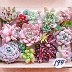 2025年最新】多肉植物 エケベリア カット苗の人気アイテム - メルカリ