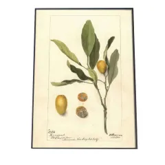 【A3サイズ（約30×42cm）】【bn-poster-476】オレンジ 果物 みかん 博物画 植物 ポスター 図鑑 レトロ 古い ビンテージ オールド デジタルリマスター インテリア おしゃれ アート 古紙 珍しい 縦