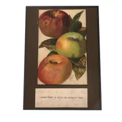 【A0サイズ（約84x119cm）】【bn-poster-486】リンゴ 果物 梨 なし 博物画 植物 ポスター 図鑑 レトロ 古い ビンテージ オールド デジタルリマスター インテリア おしゃれ アート 古紙 珍しい 縦
