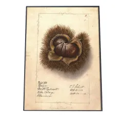 【A3サイズ（約30×42cm）】【bn-poster-489】栗 くり イガグリ 博物画 植物 ポスター 図鑑 レトロ 古い ビンテージ オールド デジタルリマスター インテリア おしゃれ アート 古紙 珍しい 縦