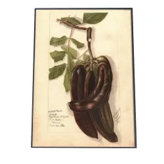 【A1サイズ（約59x84cm）】【bn-poster-490】さやえんどう マメ 植物 博物画 植物 ポスター 図鑑 レトロ 古い ビンテージ オールド デジタルリマスター インテリア おしゃれ アート 古紙 珍しい 縦