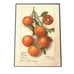 【A3サイズ（約30×42cm）】【bn-poster-493】オレンジ 果物 みかん 博物画 植物 ポスター 図鑑 レトロ 古い ビンテージ オールド デジタルリマスター インテリア おしゃれ アート 古紙 珍しい 縦