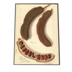 【A4サイズ（約21x30cm）】【bn-poster-494】さやえんどう マメ 植物 博物画 植物 ポスター 図鑑 レトロ 古い ビンテージ オールド デジタルリマスター インテリア おしゃれ アート 古紙 珍しい 縦