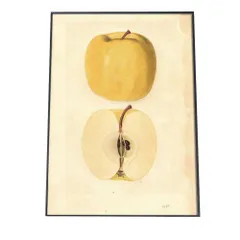 【B1サイズ（約73x103cm）】【bn-poster-495】梨 リンゴ アップル 黄色 果物 博物画 植物 ポスター 図鑑 レトロ 古い ビンテージ オールド デジタルリマスター インテリア おしゃれ アート 古紙 珍しい 縦