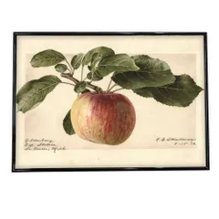 【B4サイズ（約25x36cm）】【bn-poster-496】梨 リンゴ アップル 黄色 果物 博物画 植物 ポスター 図鑑 レトロ 古い ビンテージ オールド デジタルリマスター インテリア おしゃれ アート 古紙 珍しい 横