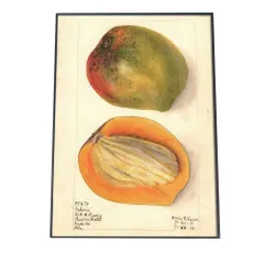 【A2サイズ（約42x59cm）】【bn-poster-355】あんず すもも オレンジ 果物 フルーツ デジタルリマスター インテリア おしゃれ アート モダン 縦