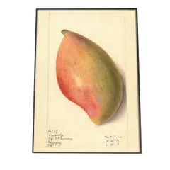 【A0サイズ（約84x119cm）】【bn-poster-356】あんず すもも オレンジ 果物 フルーツ デジタルリマスター インテリア おしゃれ アート モダン 縦