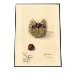【B1サイズ（約73x103cm）】【bn-poster-358】栗 くり イガグリ 博物画 植物 ポスター 図鑑 レトロ 古い ビンテージ オールド デジタルリマスター インテリア おしゃれ アート 古紙 珍しい 縦