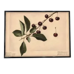 【B4サイズ（約25x36cm）】【bn-poster-371】チェリー さくらんぼ 果物 フルーツ デジタルリマスター インテリア おしゃれ アート モダン 横