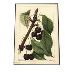 【A1サイズ（約59x84cm）】【bn-poster-372】チェリー さくらんぼ 果物 フルーツ デジタルリマスター インテリア おしゃれ アート モダン 縦