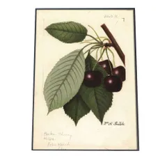 【B2サイズ（約51x73cm）】【bn-poster-373】チェリー さくらんぼ 果物 フルーツ デジタルリマスター インテリア おしゃれ アート モダン 縦