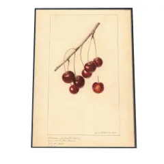 【B4サイズ（約25x36cm）】【bn-poster-375】チェリー さくらんぼ 果物 フルーツ デジタルリマスター インテリア おしゃれ アート モダン 縦