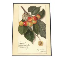 【B4サイズ（約25x36cm）】【bn-poster-376】チェリー さくらんぼ 果物 フルーツ デジタルリマスター インテリア おしゃれ アート モダン 縦