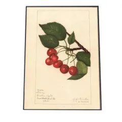 【B4サイズ（約25x36cm）】【bn-poster-377】チェリー さくらんぼ 果物 フルーツ デジタルリマスター インテリア おしゃれ アート モダン 縦