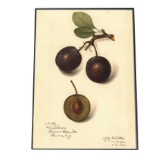 【B4サイズ（約25x36cm）】【bn-poster-380】チェリー さくらんぼ 果物 フルーツ デジタルリマスター インテリア おしゃれ アート モダン 縦