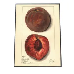 【B2サイズ（約51x73cm）】【bn-poster-382】あんず すもも 果物 フルーツ デジタルリマスター インテリア おしゃれ アート モダン 縦