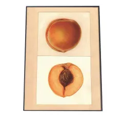 【A2サイズ（約42x59cm）】【bn-poster-387】あんず すもも オレンジ 果物 フルーツ デジタルリマスター インテリア おしゃれ アート モダン 縦