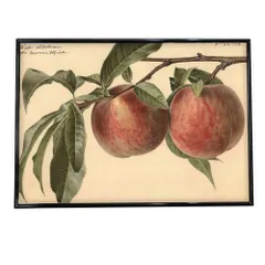 【A3サイズ（約30×42cm）】【bn-poster-388】あんず すもも オレンジ 果物 フルーツ デジタルリマスター インテリア おしゃれ アート モダン 横