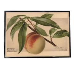 【A0サイズ（約84x119cm）】【bn-poster-389】あんず すもも オレンジ 果物 フルーツ デジタルリマスター インテリア おしゃれ アート モダン 横