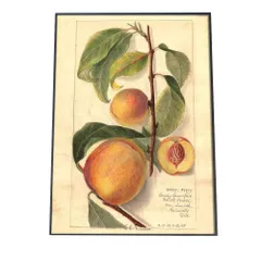 【A0サイズ（約84x119cm）】【bn-poster-390】あんず すもも オレンジ 果物 フルーツ デジタルリマスター インテリア おしゃれ アート モダン 縦