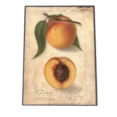 【A0サイズ（約84x119cm）】【bn-poster-392】あんず すもも オレンジ 果物 フルーツ デジタルリマスター インテリア おしゃれ アート モダン 縦