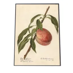 【A2サイズ（約42x59cm）】【bn-poster-395】桃 ピーチ あんず すもも オレンジ 果物 フルーツ デジタルリマスター インテリア おしゃれ アート モダン 縦