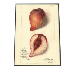 【B2サイズ（約51x73cm）】【bn-poster-396】あんず すもも オレンジ 果物 フルーツ デジタルリマスター インテリア おしゃれ アート モダン 縦