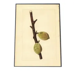 【A2サイズ（約42x59cm）】【bn-poster-401】あんず すもも オレンジ 果物 フルーツ デジタルリマスター インテリア おしゃれ アート モダン 縦