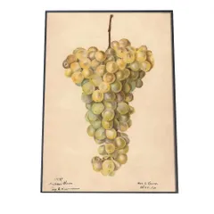 【A3サイズ（約30×42cm）】【bn-poster-412】マスカット ぶどう グレープ デジタルリマスター インテリア おしゃれ アート モダン 縦