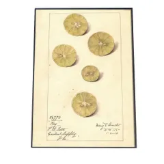 【A3サイズ（約30×42cm）】【bn-poster-419】オレンジ レモン 果物 みかん 博物画 植物 ポスター 図鑑 レトロ 古い ビンテージ オールド デジタルリマスター インテリア おしゃれ アート 古紙 珍しい 縦