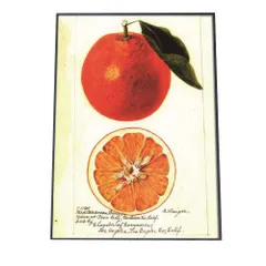 【A4サイズ（約21x30cm）】【bn-poster-420】オレンジ 果物 みかん 博物画 植物 ポスター 図鑑 レトロ 古い ビンテージ オールド デジタルリマスター インテリア おしゃれ アート 古紙 珍しい 縦