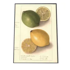 【B3サイズ（約36x51cm）】【bn-poster-423】レモン ライム みかん 博物画 植物 ポスター 図鑑 レトロ 古い ビンテージ オールド デジタルリマスター インテリア おしゃれ アート 古紙 珍しい 縦