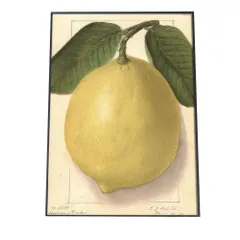 【A3サイズ（約30×42cm）】【bn-poster-425】オレンジ レモン 果物 みかん 博物画 植物 ポスター 図鑑 レトロ 古い ビンテージ オールド デジタルリマスター インテリア おしゃれ アート 古紙 珍しい 縦