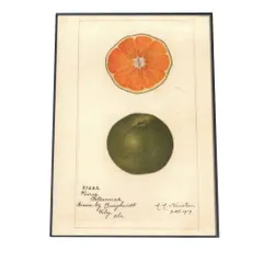 【A3サイズ（約30×42cm）】【bn-poster-427】オレンジ 果物 みかん 博物画 植物 ポスター 図鑑 レトロ 古い ビンテージ オールド デジタルリマスター インテリア おしゃれ アート 古紙 珍しい 縦