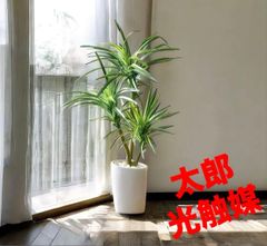 光触媒 人工観葉植物 フェイクグリーン エミリオロバ 胡蝶蘭