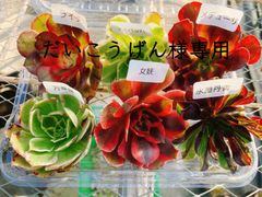 Fセット 美希多肉 アエオニウム おまかせ6種セット カット苗 6苗 品種