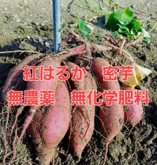 紅はるか　無農薬　無化学肥料　5㎏　ちょっと大きめ
