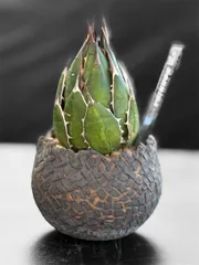 2025年最新】アガベ ホリダ 子株の人気アイテム - メルカリ