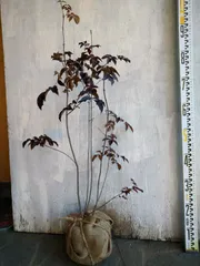 2025年最新】アオダモ 株立ちの人気アイテム - メルカリ