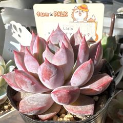 古都の葉さん苗❣️乙女心×プロリフィカ❣️札付き❗️多肉植物 抜き苗