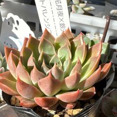 古都の葉さん苗❣️乙女心×プロリフィカ❣️札付き❗️多肉植物 抜き苗