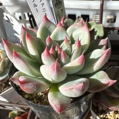 古都の葉さん苗❣️乙女心×プロリフィカ❣️札付き❗️多肉植物 抜き苗