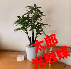 光触媒 人工観葉植物 ウォールグリーン フェイクグリーン イタリアン