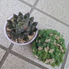 多肉植物 抜き苗 ブロウメアナ 6センチ×2 - メルカリ